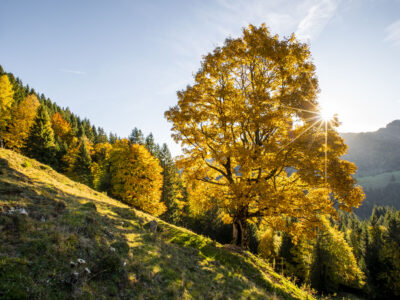 Oberstaufen ist geprägt vom Bergmischwald, einem Dreiklang aus Buche, Tanne und Fichte. © Oberstaufen Tourismus Marketing GmbH, Moritz Sonntag