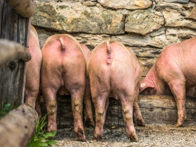 Gesunde Schweine auf einer Gasteiner Almhütte @ Manuel Marktl Gesunde Schweine auf einer Gasteiner Almhütte @ Manuel Marktl