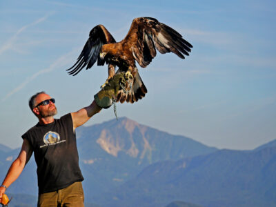 Die Adlerarena auf Burg Landskron. © Klaus Freithofer