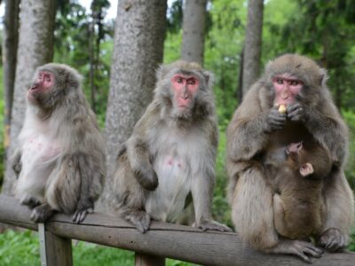 Der Affenberg auf Burg Landskron. © Region Villach Tourismus