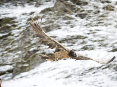 Nationalpark Hohe Tauern © Martin Lugger