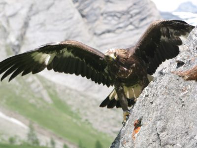 Steinadler Kals Nationalpark Hohe Tauern © Gunther Gressmann