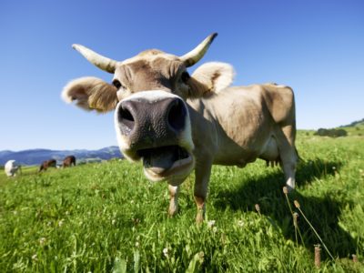 Beim Wandern in den verschiedenen Höhenlagen kann man rund um Oberstaufen neue Energie tanken.  © Oberstaufen Marketing GmbH