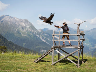 Auf der Adlerbühne Ahorn in Mayrhofen im Zillertal fliegen die Adler und Bussarde tief über die Köpfe der Besucher hinweg. Beim Angebot Adlerbühne backstage lernt man alles über diese majestätischen Tiere.  © Mayrhofner Bergbahnen Auf der Adlerbühne Ahorn in Mayrhofen im Zillertal fliegen die Adler und Bussarde tief über die Köpfe der Besucher hinweg. Beim Angebot Adlerbühne backstage lernt man alles über diese majestätischen Tiere.  © Mayrhofner Bergbahnen