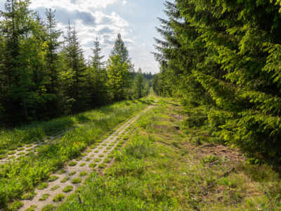 Auf dem alten Kolonnenweg am Grünen Band kann man hervorragend wandern und so neben dem Naturerlebnis auch allerhand über die deutsche Geschichte erfahren. © Sven Lemnitzer