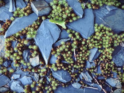 Auf dem Schieferpfad am Grünen Band wandelt man auf den Spuren des Blauen Goldes. Die ehemaligen Abraumhalden sind heute mit Bäumen und Moos bewachsen. Der Schiefer ist das Gestein des Jahres 2019.  © Susen Reuter
