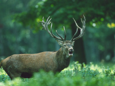 Außergewöhnlich WILD - bei der Genuss-Woche im UNESCO-Biosphärenreservat auf den Spuren des Königs der Wälder wandern. © Robert Groß