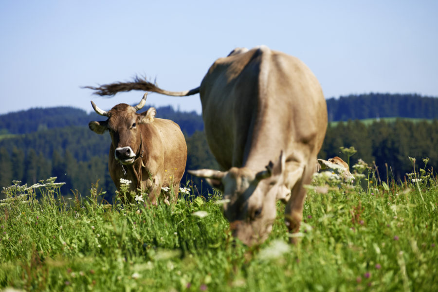 Oberstaufen im Allgäu Käse auf den Alpen genießen oder