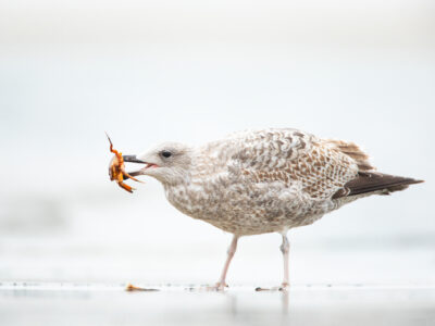 Mahlzeit: Eine Möwe hat sich am Strand von Baltrum einen Krebs geschnappt.  © Nordseeheilbad Insel Baltrum