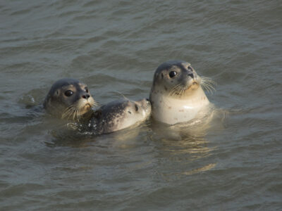 © Nordseebad Spiekeroog GmbH