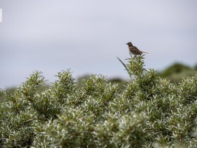 Dünenlandschaft Juist. © Kurverwaltung Juist, Lars Wehrmann