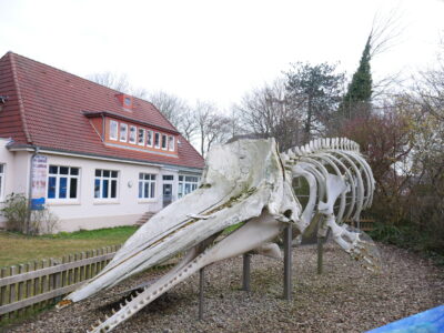 Wal-Skelett Wangerooge. © Tourismus-Agentur Nordsee GmbH Wal-Skelett Wangerooge. © Tourismus-Agentur Nordsee GmbH