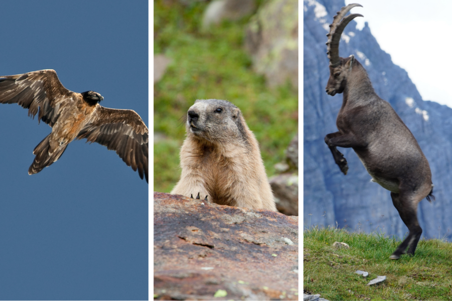 3-Bilder 3-Bilder