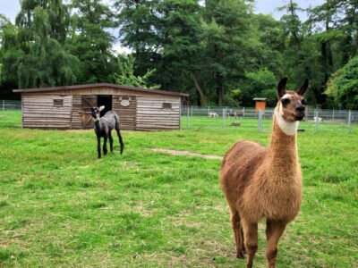 Tierpark Salzwedel in der Altmark. © IMG Sachsen-Anhalt mbH/Christian von Polentz