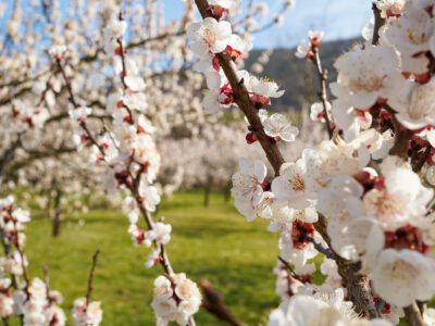 Marillenblüte am Welterbesteig Wachau. © Donau Niederösterreich, Marketing-Circus