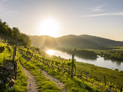Wer den Welterbesteig Wachau entlangwandert, stößt auf viele idyllische Weinberge. © Donau Niederösterreich, Robert Herbst