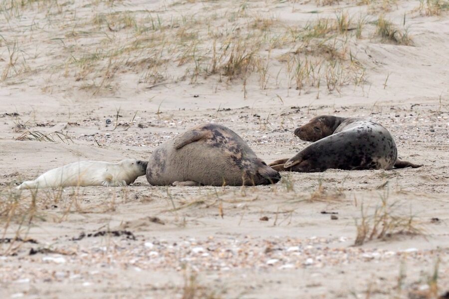 Die Kachelotplate zwischen Borkum und Juist ist die einzige Wurfkolonie von Kegelrobben  im niedersächsischen Wattenmeer . © Richard Czeck / NLPV