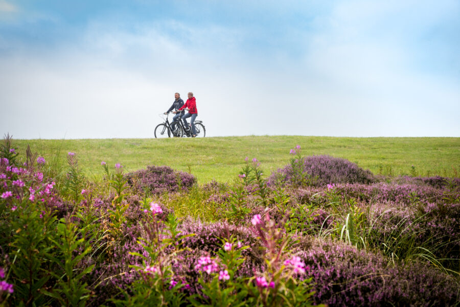 Tipp für den Spätsommer: Eine Radtour durch die blühende Heidelandschaft auf Wangerooge. © Kees van Surksum