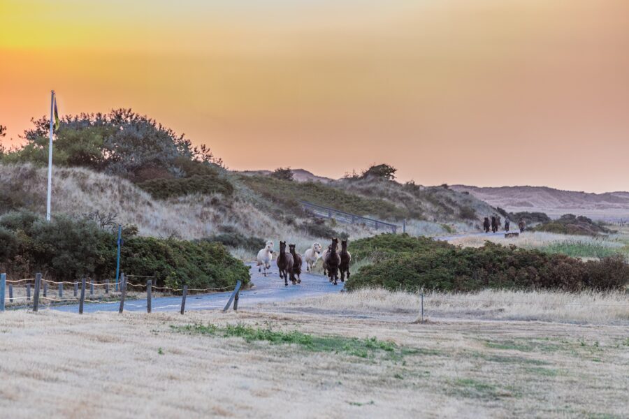 Die Juister Kutschpferde auf dem Weg zur Arbeit: Sie laufen morgens von der Weide über die Straße in Richtung Dorf. Fotograf Lars Wehrmann empfiehlt für ein Foto auf den richtigen Moment zu warten: Das Zusammenspiel aus dem warmen Morgenlicht, der Ruhe und den Pferden macht daraus für mich ein besonderes Motiv. © Lars Wehrmann